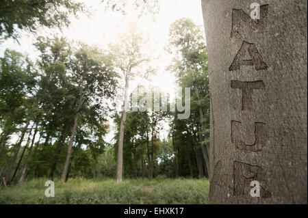 Wort Natur geschnitzt auf einem Baumstamm, Bayern, Deutschland Stockfoto