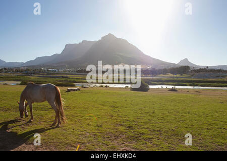 Seitenansicht der Pferde weiden auf Feld, Tafelberg, Südafrika, Kapstadt Stockfoto