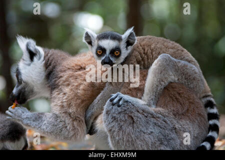 Katta (Lemur Catta) mit Baby auf dem Rücken, Südafrika Stockfoto