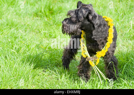 Schwarze Zwergschnauzer Hund Gras stehend dekoriert Stockfoto