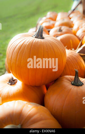 Kürbisse (Cucurbita) auf Verkauf für Halloween, Bayern, Deutschland Stockfoto