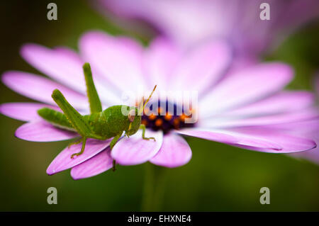 Heuschrecke Nymphe auf einer Blume. Stockfoto