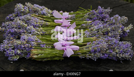 Ländliche Ernte der Lavendelblüten Stockfoto