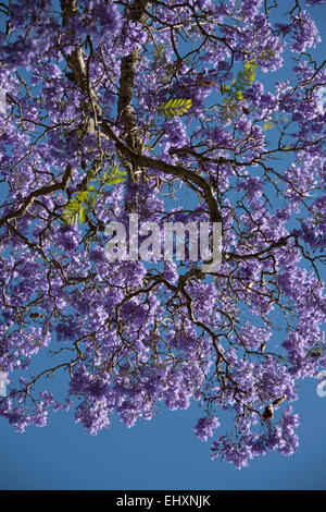 Blume auf Jacaranda-Baum (Jacaranda Mimosifolia), Südafrika Stockfoto