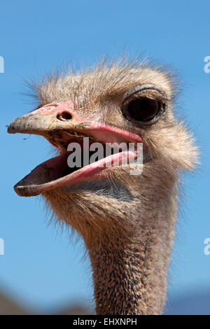 Nahaufnahme eines Straußes von (Struthio Camelus) schreien, Südafrika Stockfoto