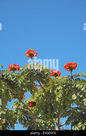 Blumen der afrikanische Tulpenbaum (spathodea campanulata), Gran Canaria, Kanarische Inseln, Spanien. Stockfoto