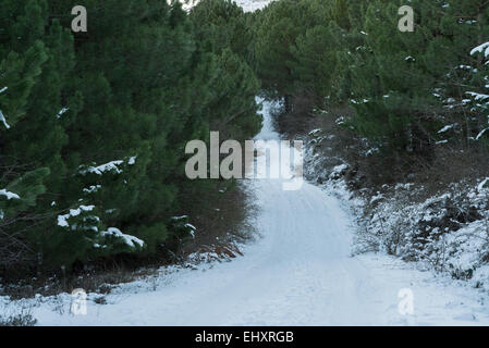 Winter-Waldweg in Aitana Berg Stockfoto