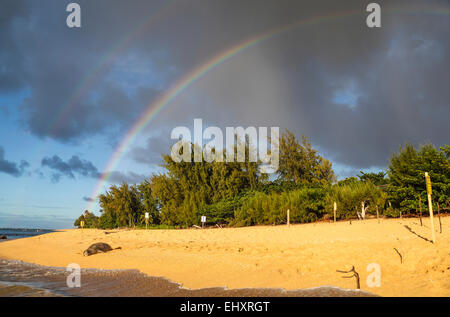 Hawaiianische Mönchsrobbe in der Nähe von Tunnels Beach auf Kauai mit doppelten Regenbogen in Ferne Stockfoto