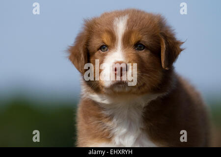 Australian Shepherd red Tri Portrait Welpen Deutschland Stockfoto