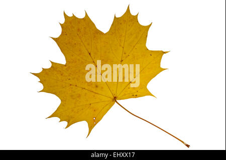 Zucker-Ahorn / (Acer Saccharum) Ahornblatt in Herbstfarben, ursprünglich aus Nordamerika vor weißem Hintergrund rock Stockfoto