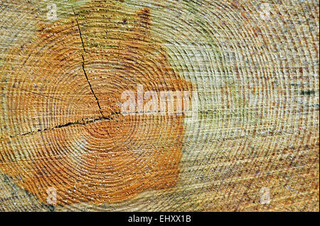 Querschnitt eines Baumstammes zeigt Jahresringe / Baum-Ringe aus Holz Stockfoto