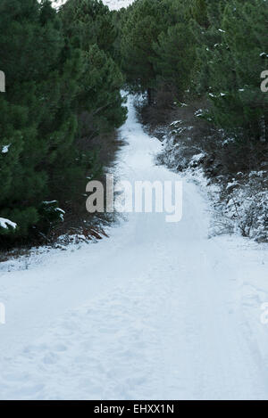 Winter-Waldweg in Aitana Berg Stockfoto