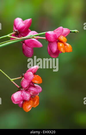 Europäische Spindel / gemeinsame Spindel (Euonymus Europaeus) im Herbst zeigt Kapsel Frucht mit Lappen split Samen frei Stockfoto