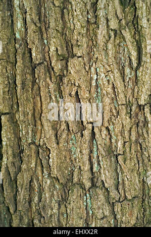 Persische Walnuss / englische Walnuss / gemeinsame Walnuss (Juglans Regia) Nahaufnahme von Baumrinde Stockfoto