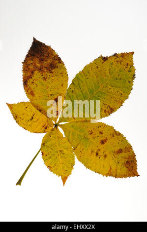 Rosskastanie / Conker Baum (Aesculus Hippocastanum) Blätter in Herbstfärbung vor weißem Hintergrund Stockfoto