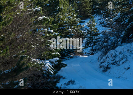 Winter-Waldweg in Aitana Berg Stockfoto