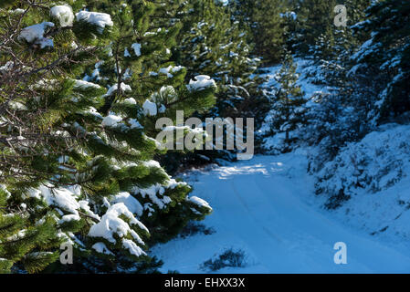 Winter-Waldweg in Aitana Berg Stockfoto