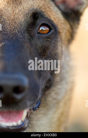 Belgischer Schäferhund Malinois Nahaufnahme Kopf Deutschland Stockfoto