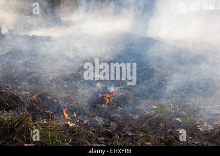 Waldbrände - Rasen und Büsche, die in das Holz brennt Stockfoto