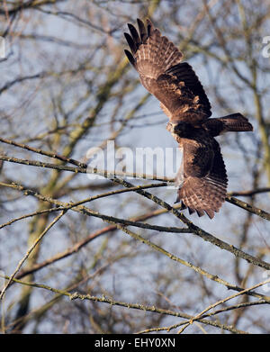 Wilde Mäusebussard Buteo Buteo im Flug geradeaus in Richtung Kamera suchen Stockfoto