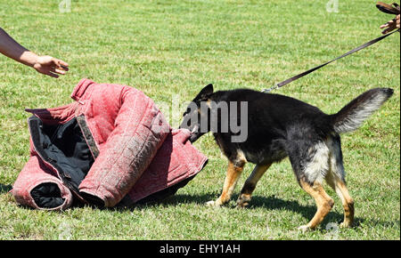 Deutscher Schäferhund in der Ausbildung Stockfoto