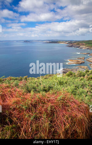 Cudden Punkt; Dodder auf Ginster; Mit Blick auf St. Michaels Mount Cornwall; UK Stockfoto