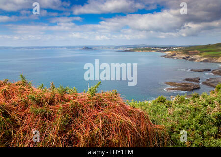 Cudden Punkt; Dodder auf Ginster; Mit Blick auf St. Michaels Mount Cornwall; UK Stockfoto