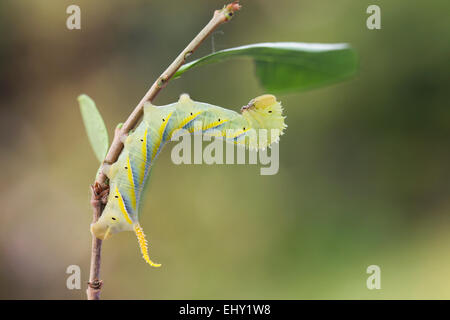 Tod Kopf Hawkmoth Larve; Acherontia Atropos auf Liguster; UK Stockfoto