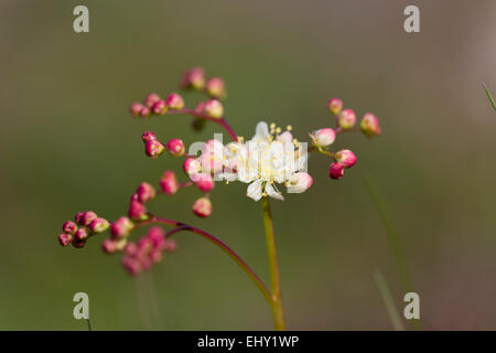 Asiatische; Filipendula Vulgaris Blume; Cornwall; UK Stockfoto