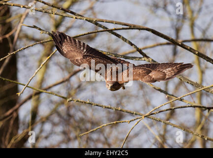 Wilde Mäusebussard Buteo Buteo im Flug geradeaus in Richtung Kamera suchen Stockfoto