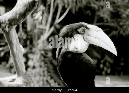 Tukan in Ubud in Bali in Indonesien in Südostasien. Vogel Vögel Schnabel Wildlife Natur tropischer Regenwald exotische Eden Tier Wanderlust Reisen Stockfoto