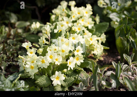 Primula vulgaris - Primeln blühen in einem Frühlingsgarten. Stockfoto