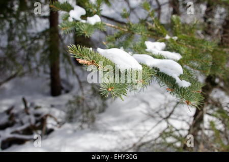 Schnee bedeckt die Zweige der ein weiß-Fichte (Picea Glauca) im Acadia National Park, Bar Harbor, Maine Stockfoto