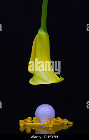 Gelbe Calla Lilie und Golfball auf schwarzem Hintergrund isoliert Stockfoto