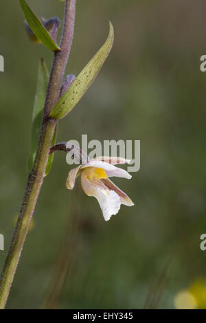 Marsh Helleborine Epipactis Palustris Blume; Northumberland; UK Stockfoto