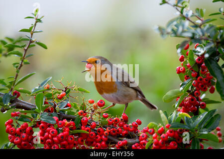 Robin; Erithacus Rubecula einzelne Essen Pyracantha Beeren; Cornwall; UK Stockfoto