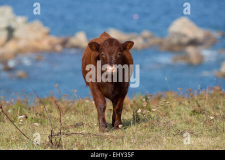 Ruby Red Devon; Isles Of Scilly; UK Stockfoto