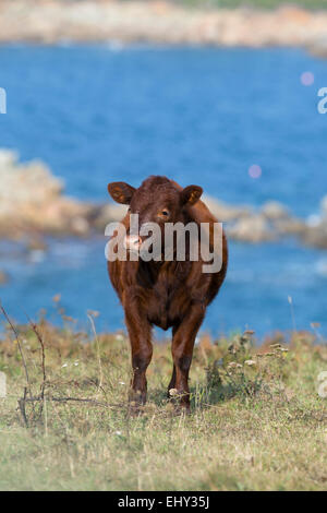 Ruby Red Devon; Isles Of Scilly; UK Stockfoto