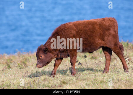 Rubin Rot Bullock; Isles Of Scilly; UK Stockfoto