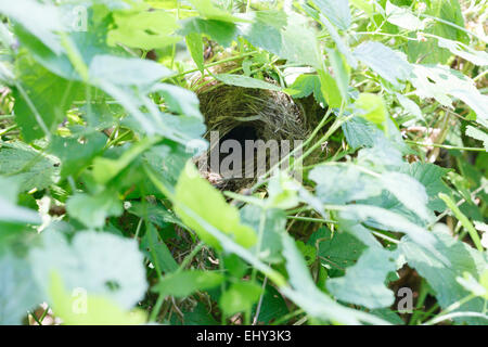 Phylloscopus Trochilus. Das Nest der Fitis in der Natur. Stockfoto