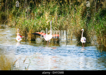 Gehen Sie in den Teich. Flamingos in Cagliari. Stockfoto