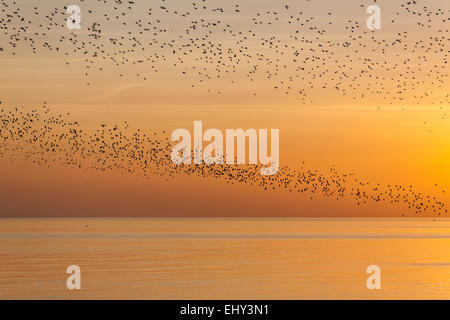 Starling Murmuration vor der Küste von Brighton bei Sonnenuntergang, East Sussex, England. Stockfoto