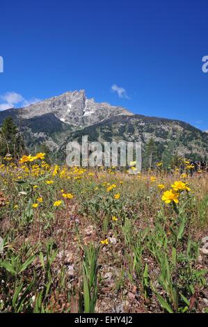 Grand Teton und gelben Blüten Teton Range, Wyoming - USA Stockfoto