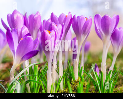 Schönen Frühling blühenden lila Krokus Blumen auf alpinen Sonnenlicht Wiese. Stock Foto mit flachen DOF und unscharfen Hintergrund. Stockfoto