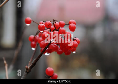 Viburnum Früchte auf den Busch im Spätherbst. Stockfoto