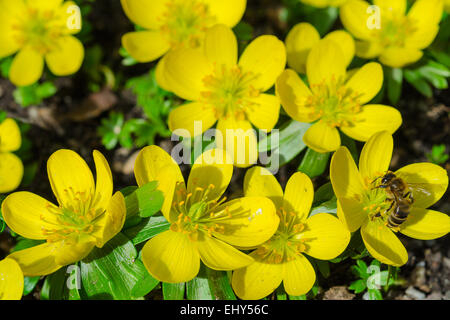 Kleinen gelben Frühling blühenden Blumen und Bienen auf Sonnenlicht Alpine Waldwiese Stockfoto