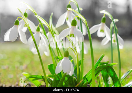 Ersten Frühling Blumen Hintergrundbeleuchtung Schneeglöckchen auf Sonnenschein Alpine Waldwiese Stockfoto