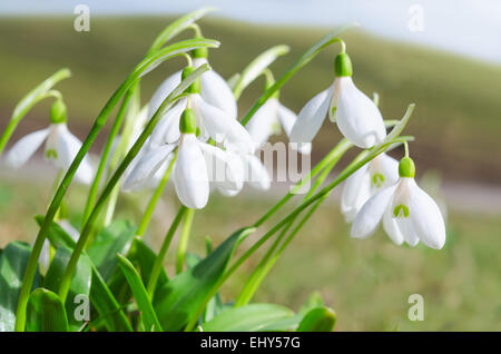 Sanft und zerbrechlich ersten Frühling zarte Blüten weiß blühende Schneeglöckchen auf Alpen Sonnenlicht Wiese Stockfoto