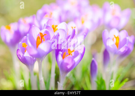 Zerbrechlich und sanfte violett Crocus Frühlingsblumen auf hellen sonnigen Almwiese Stockfoto