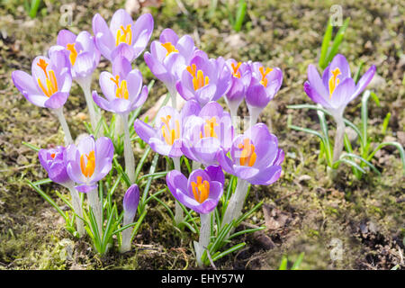 Frühling Gegenlicht Magenta Krokusse oder violette Iris Blumen auf Sonnenschein Wiese Stockfoto